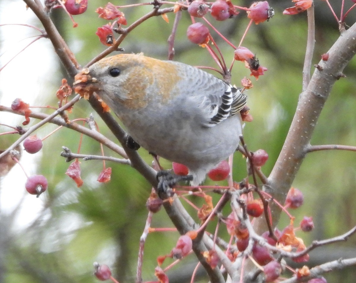 Hakengimpel - ML646927187