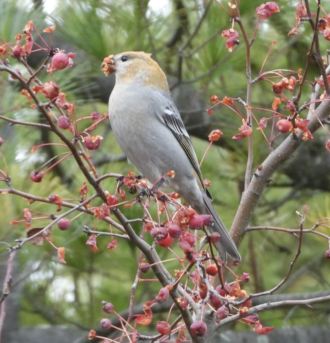 Hakengimpel - ML646927188