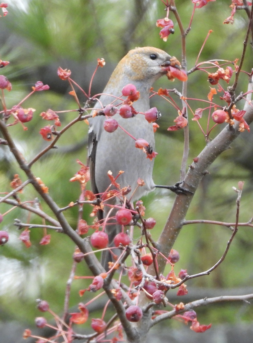 Hakengimpel - ML646927189