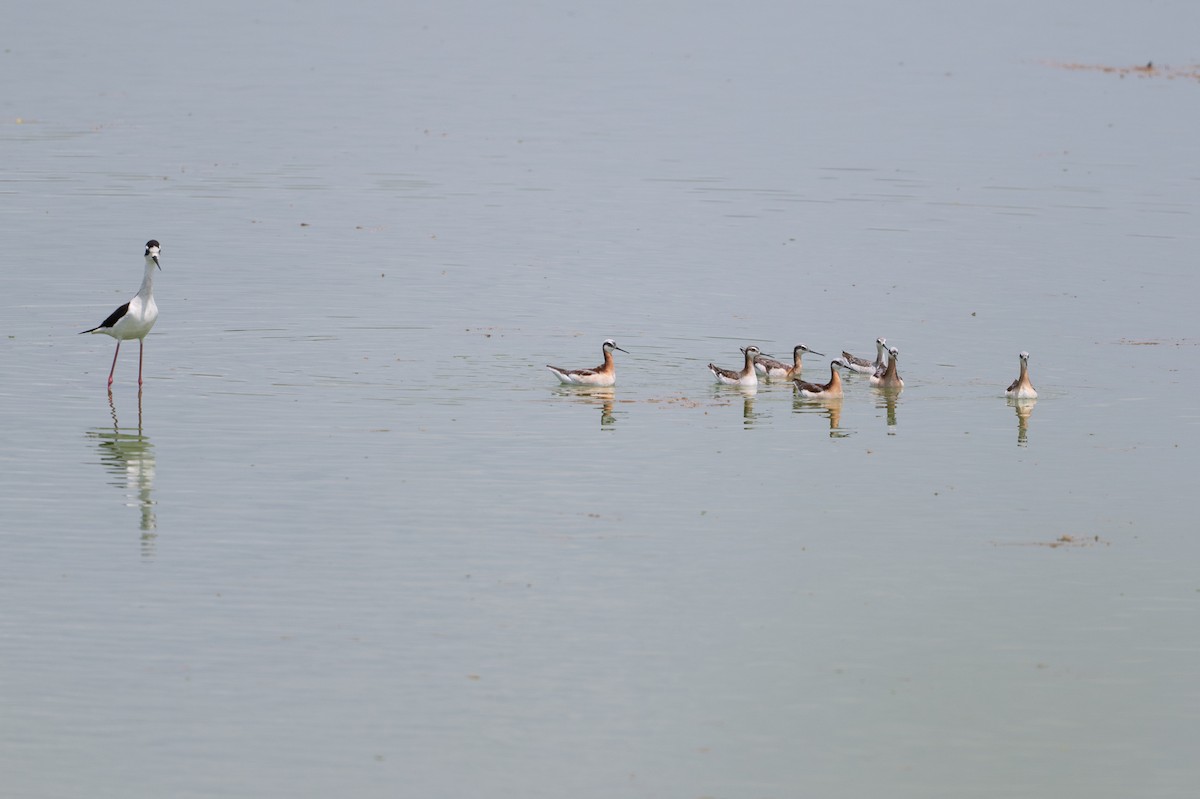 Wilsonwassertreter - ML646927191