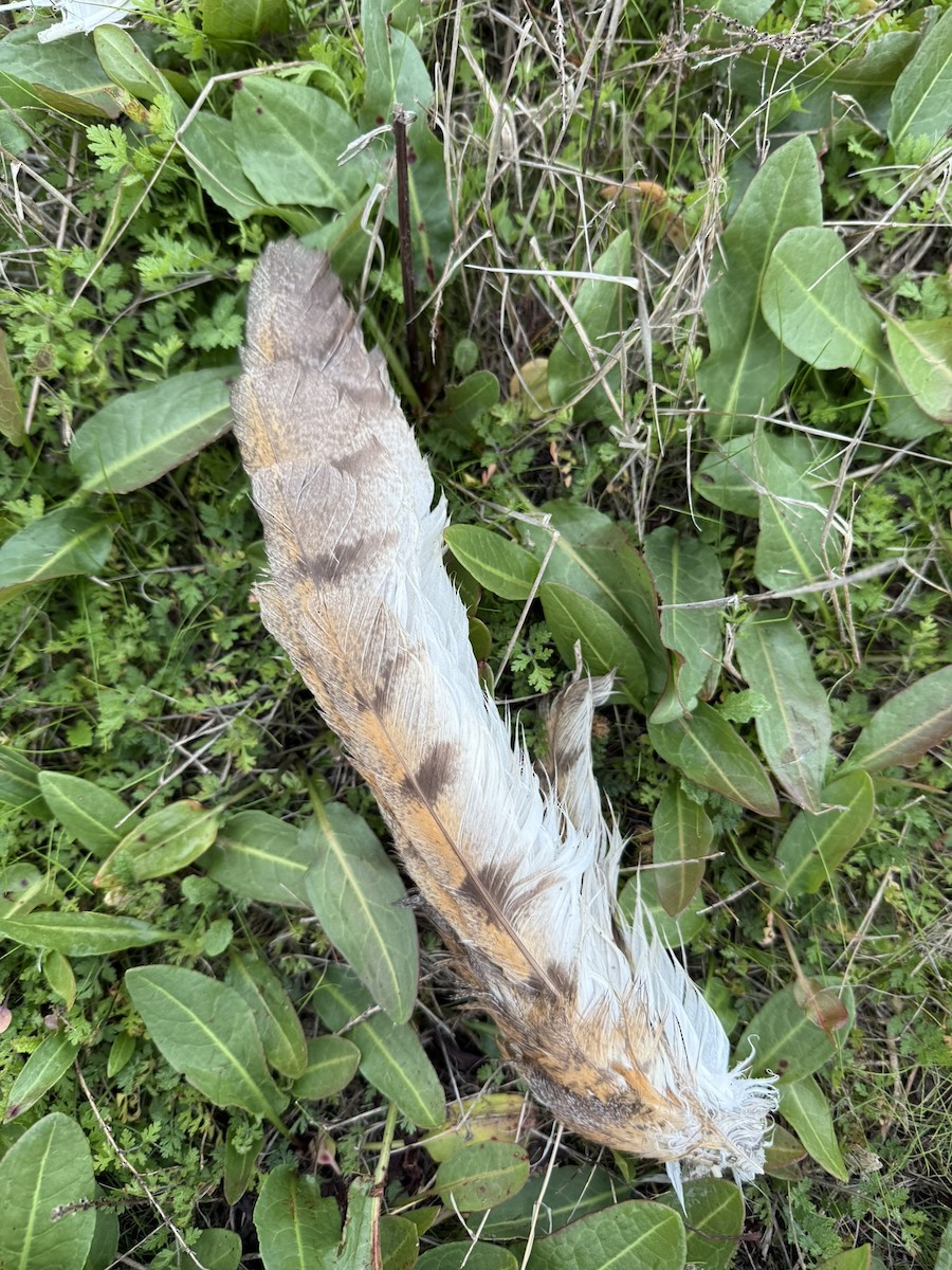 American Barn Owl - ML646927208