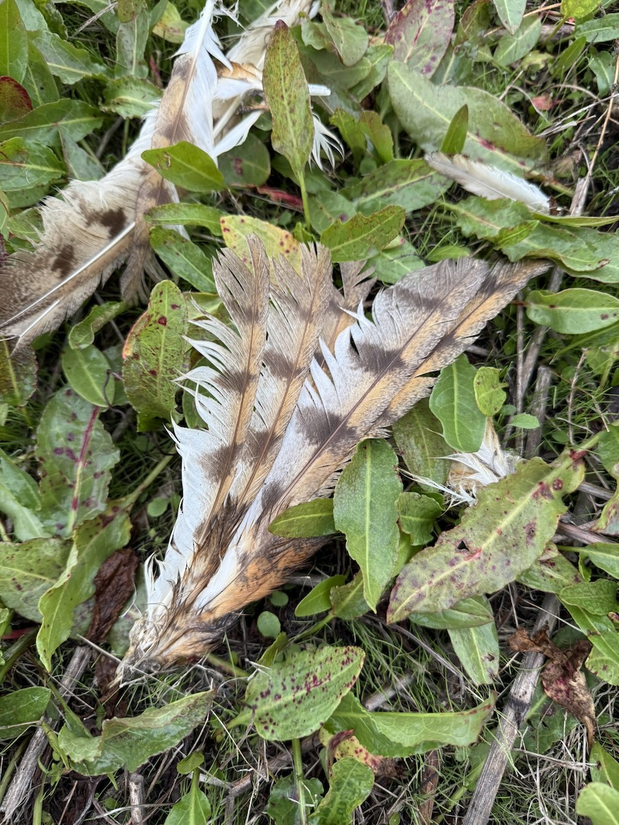 American Barn Owl - ML646927209