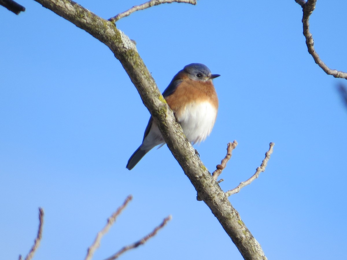 Azulejo Oriental - ML646927210