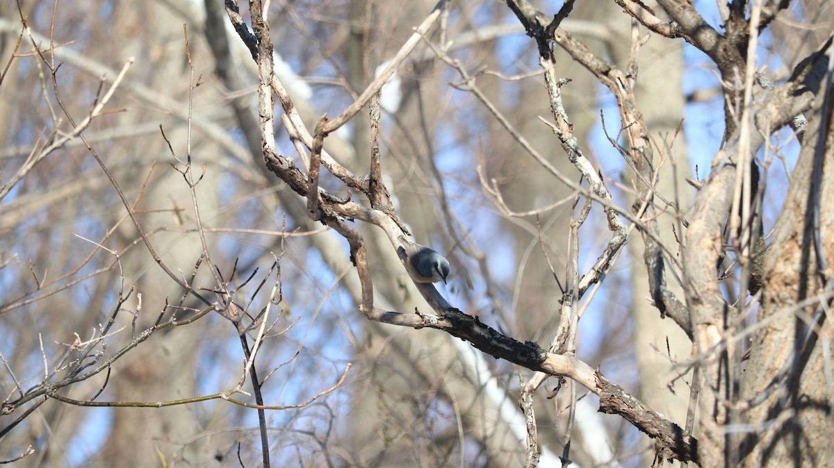 Red-breasted Nuthatch - ML646927211