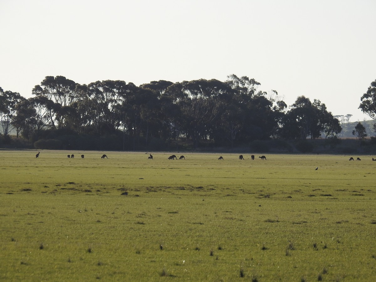 東部灰袋鼠 - ML646927223