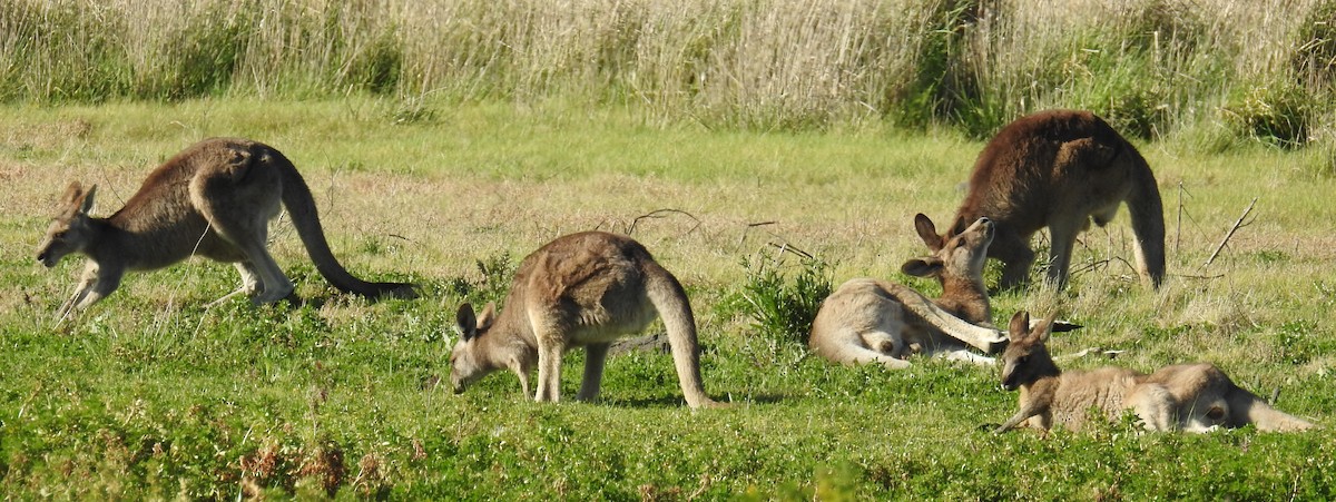 東部灰袋鼠 - ML646927224