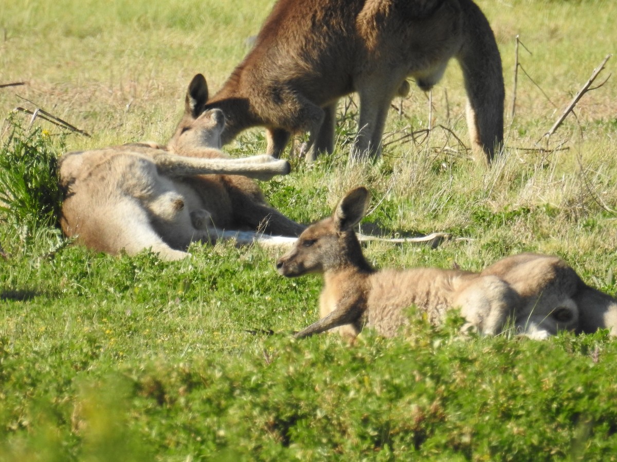 東部灰袋鼠 - ML646927225