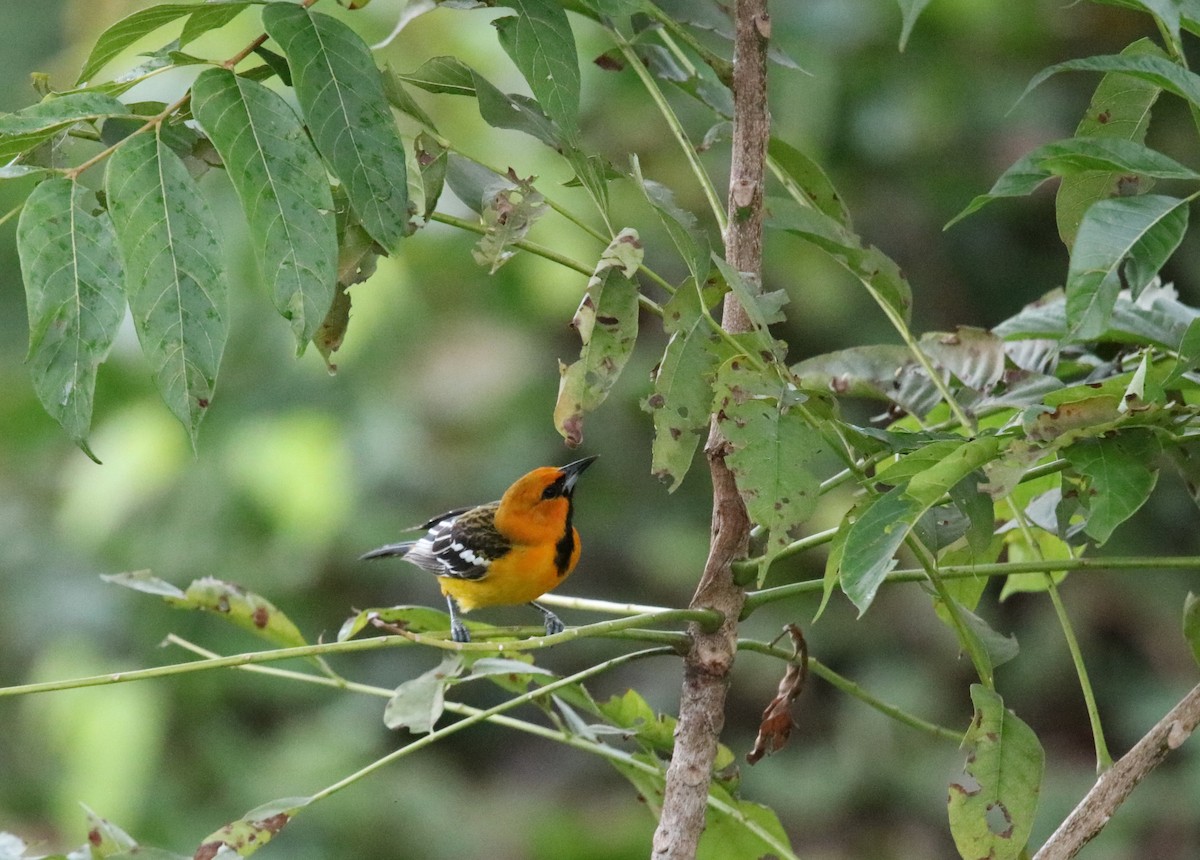 Streak-backed Oriole - ML646927226