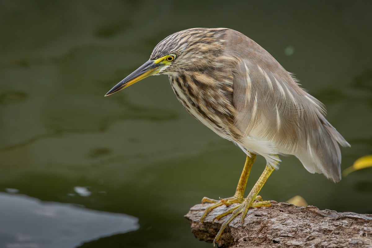 Crabier de Gray - ML646927227