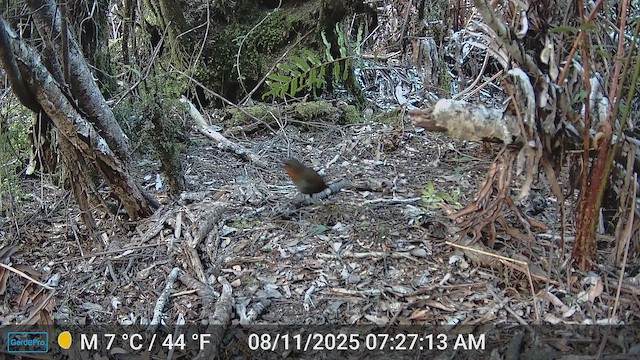 Chucao Tapaculo - ML646927228