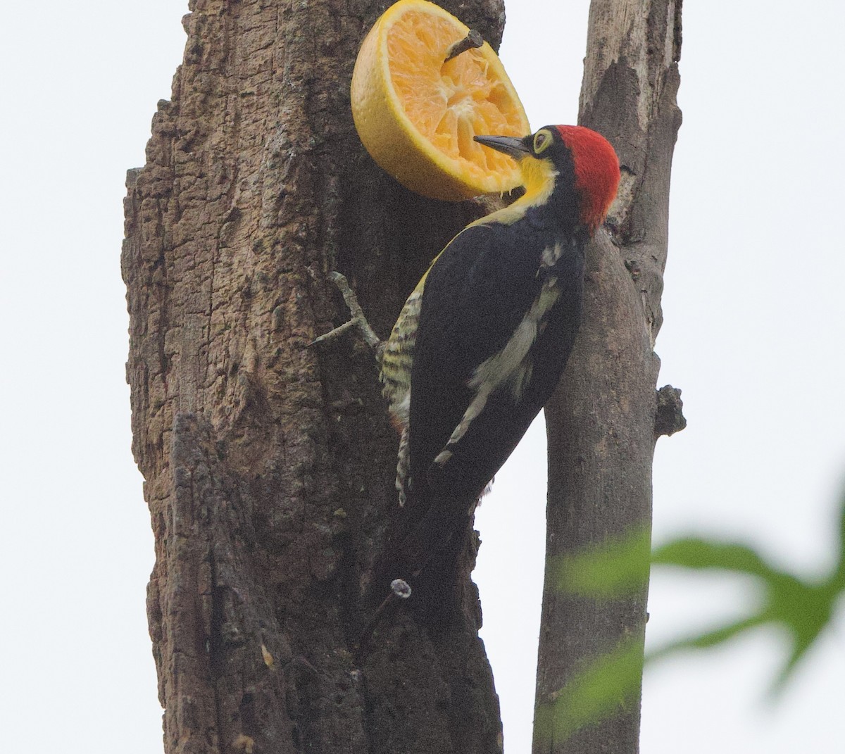 Yellow-fronted Woodpecker - ML646927229