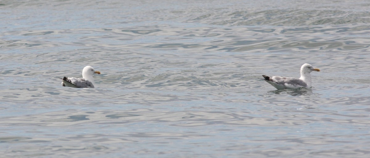 Kaio hauskara amerikarra - ML646927244