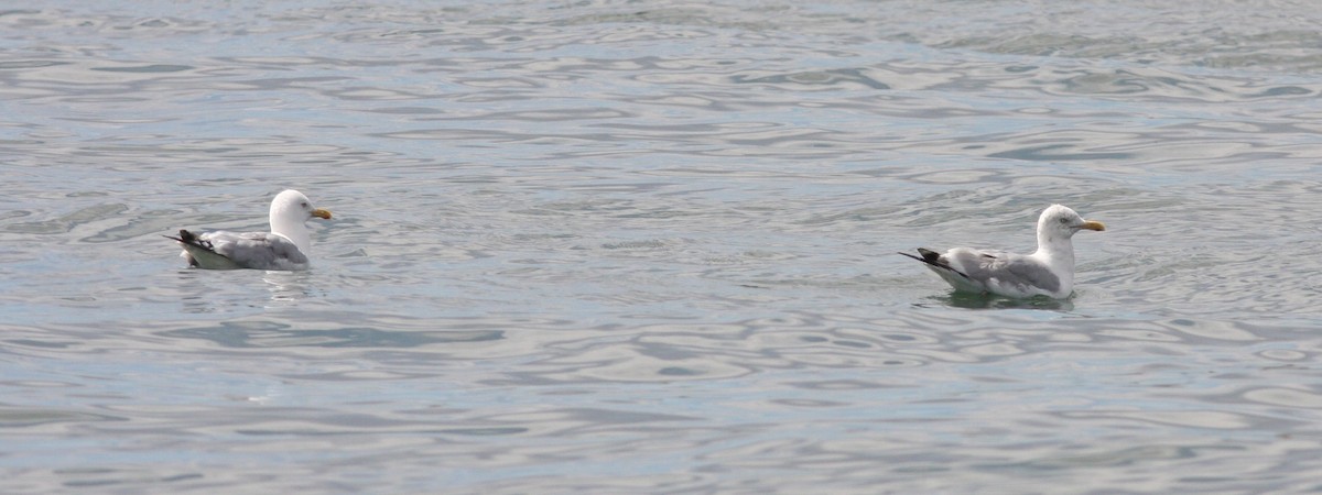 Kaio hauskara amerikarra - ML646927245