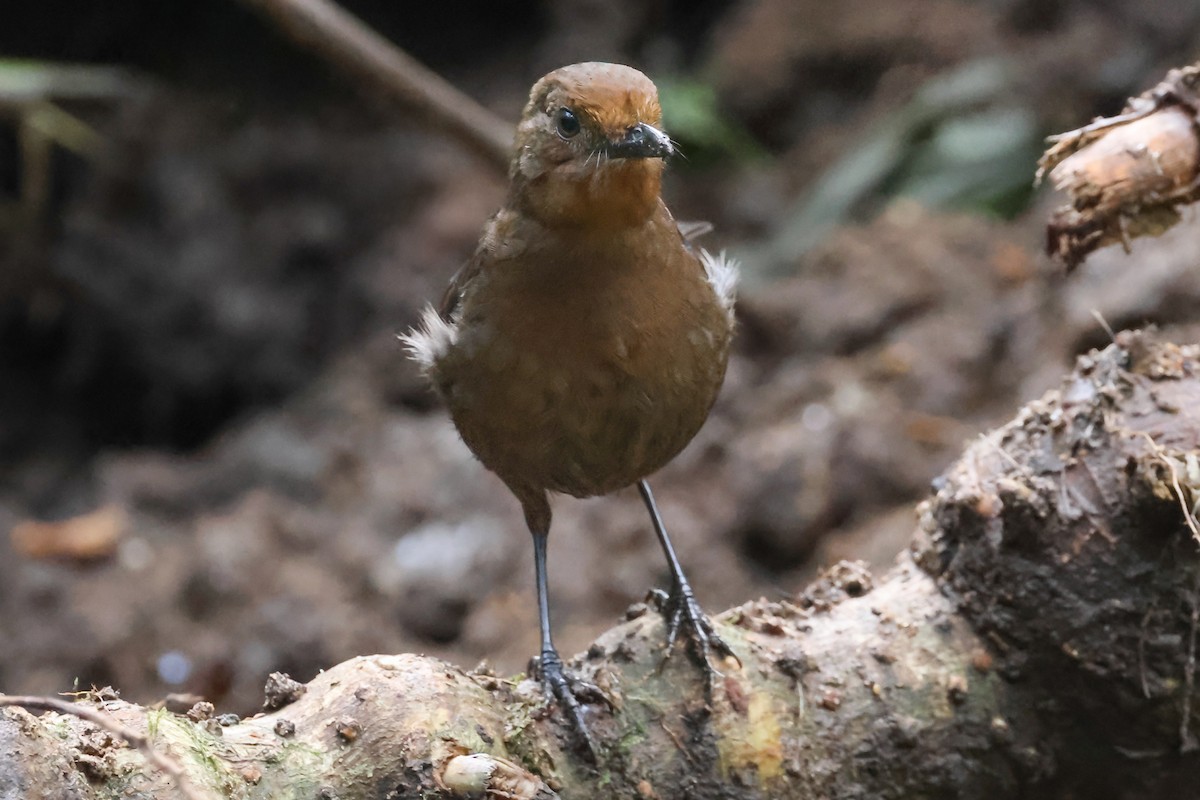 Sri Lanka Whistling-Thrush - ML646927249
