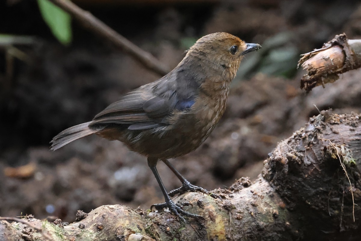 Sri Lanka Whistling-Thrush - ML646927250