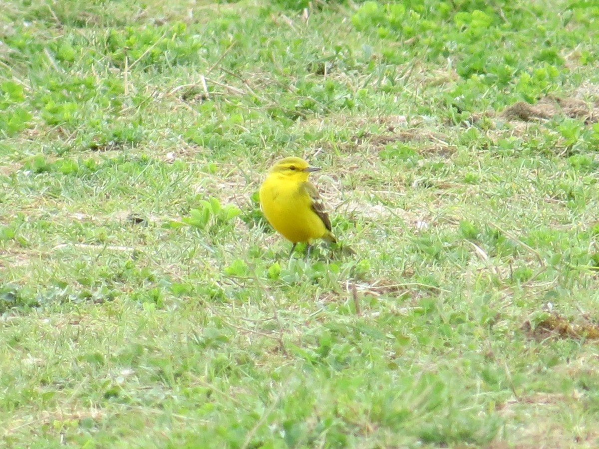 Lavandera Boyera - ML646927253