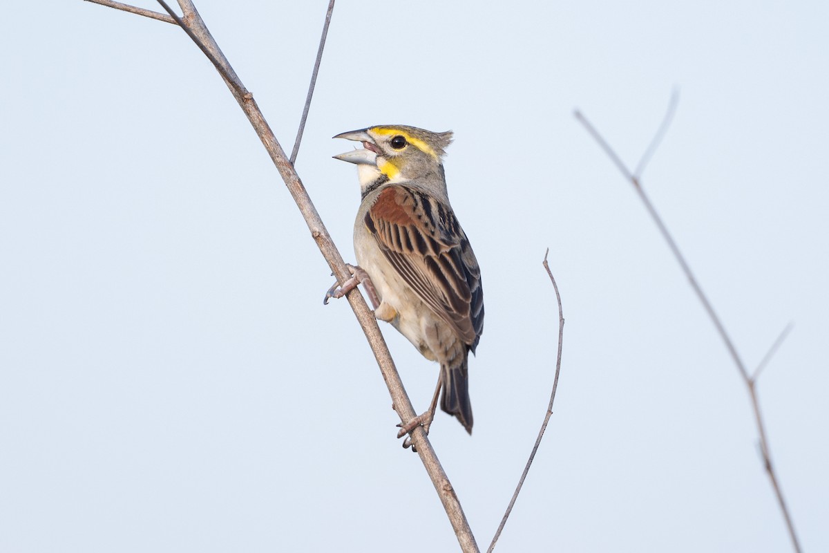 Rotschulterkardinal - ML646927260