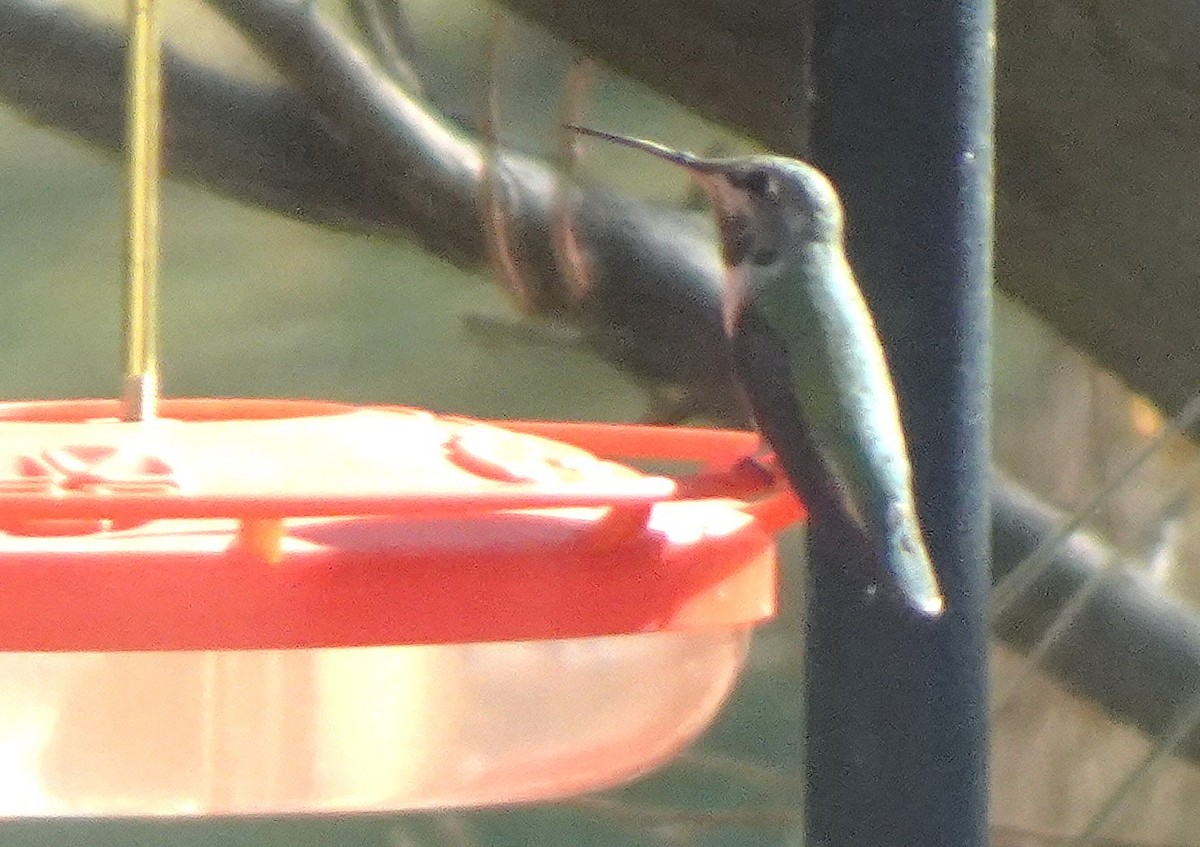 Broad-tailed Hummingbird - ML646927263