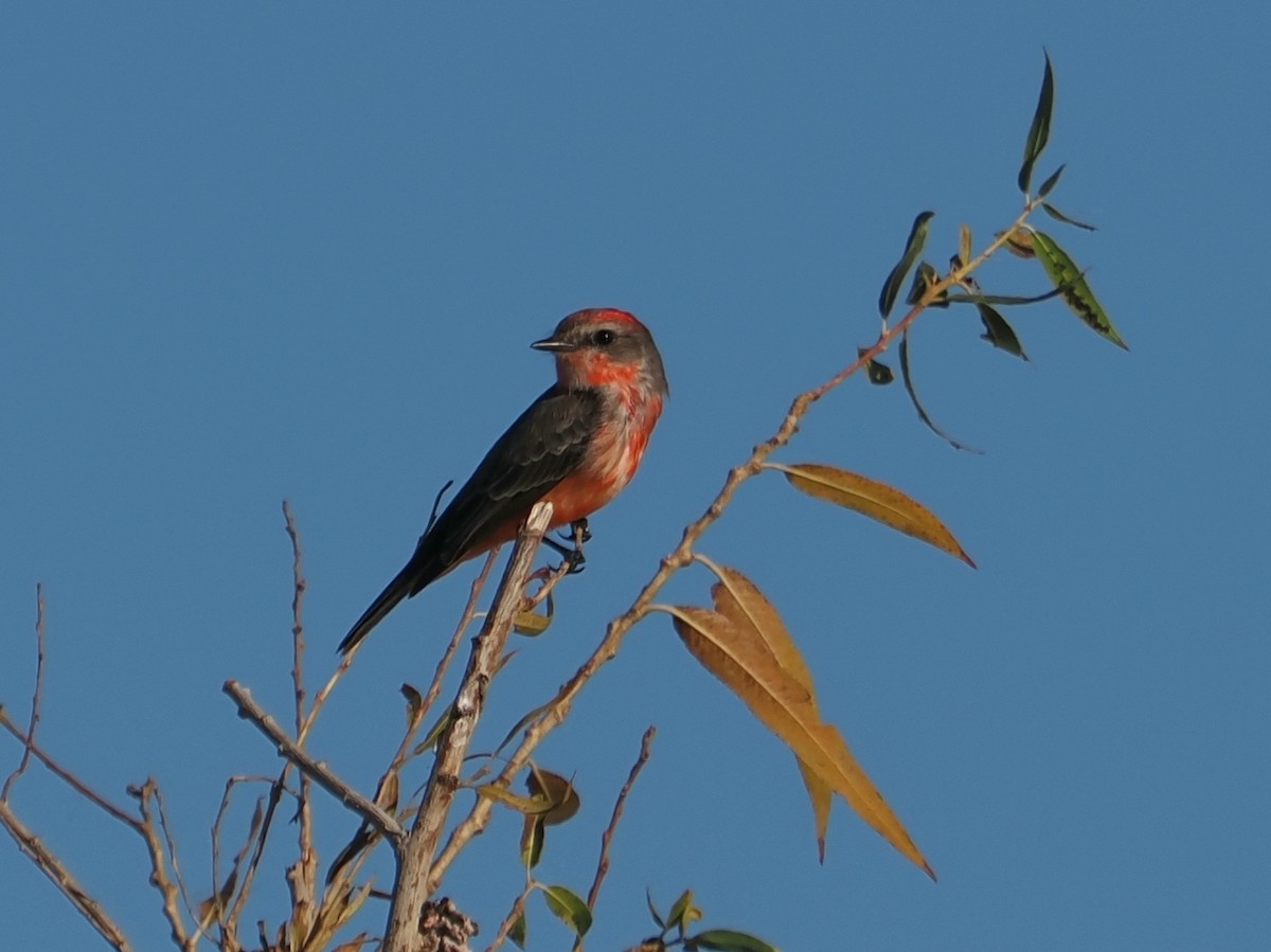 Красный мухолов - ML646927264