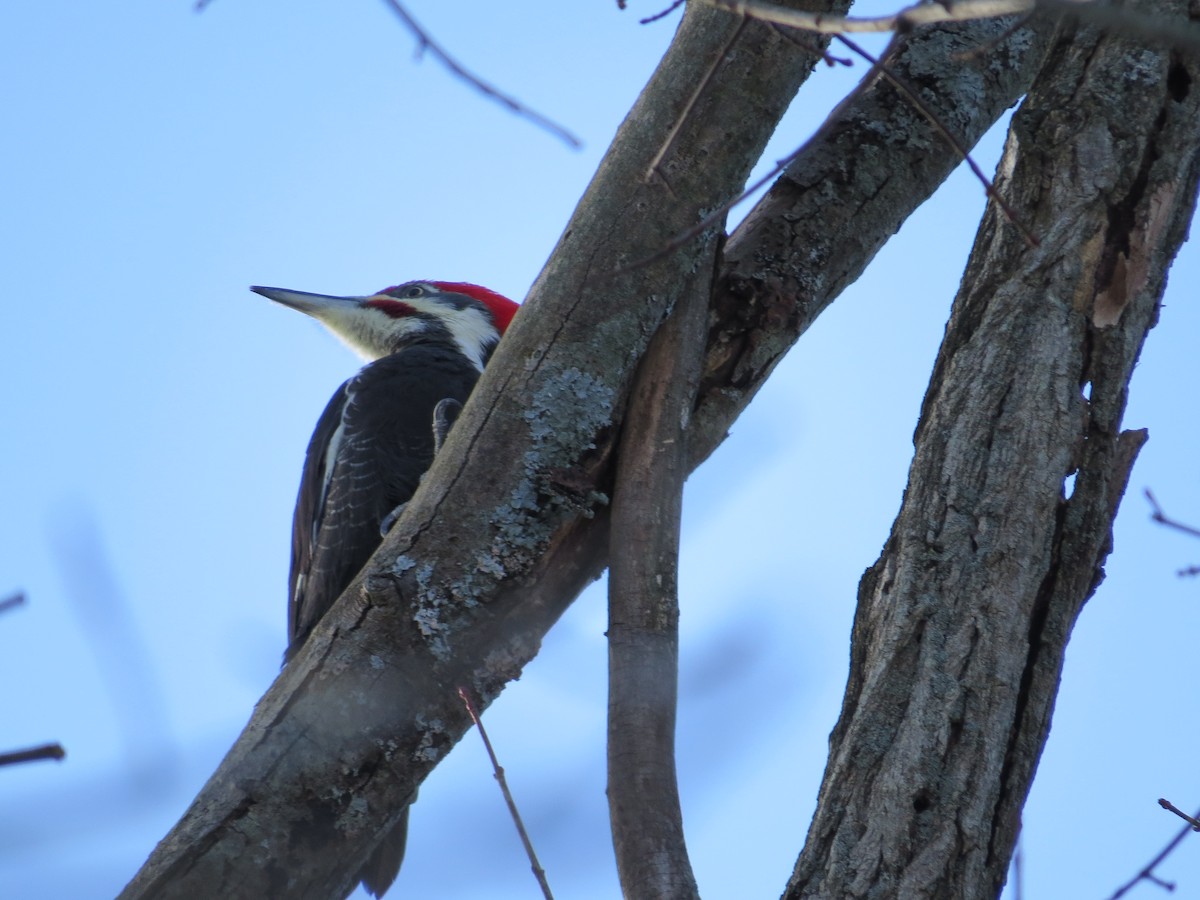 Picamaderos Norteamericano - ML646927266