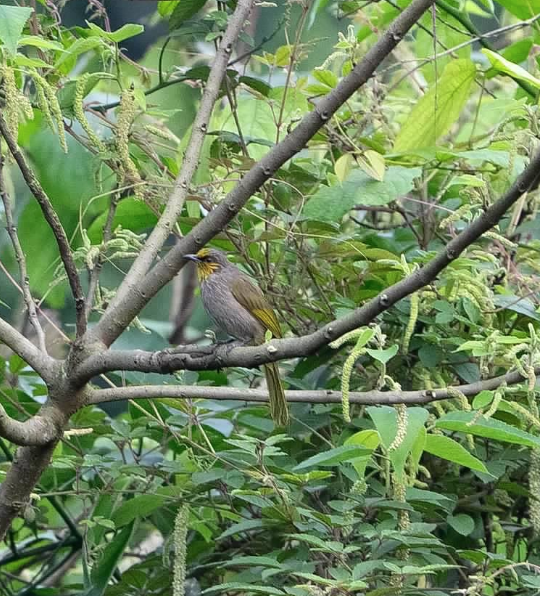 Stripe-throated Bulbul - ML646927269