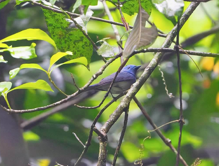 クロエリヒタキ - ML646927270