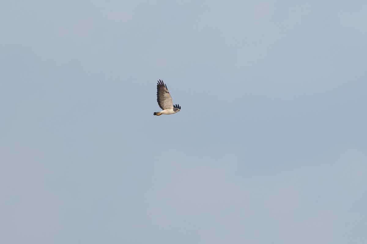 Weißschwanzbussard - ML646927275