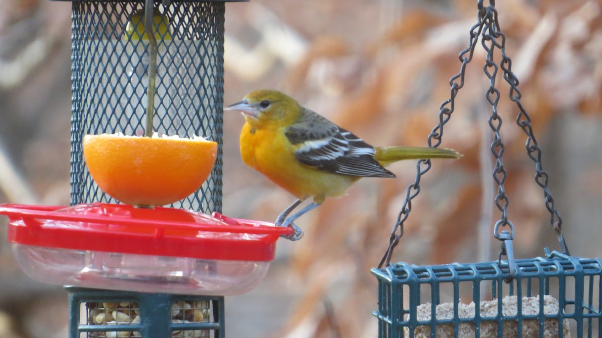 Baltimore Oriole - ML646927280