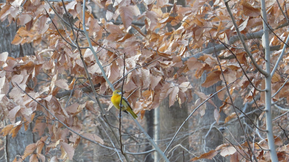 Baltimore Oriole - ML646927281