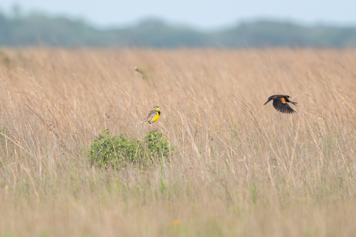 Lerchenstärling - ML646927284