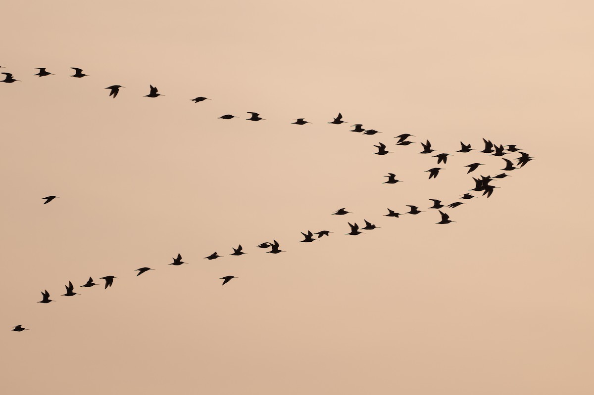 Tundraschlammläufer - ML646927290