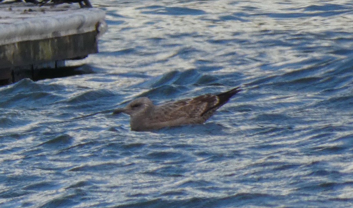 Gaviota Argéntea Americana - ML646927294