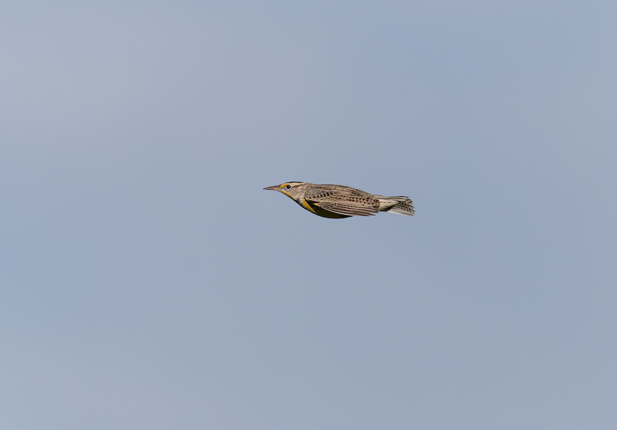 Western Meadowlark - ML646927302