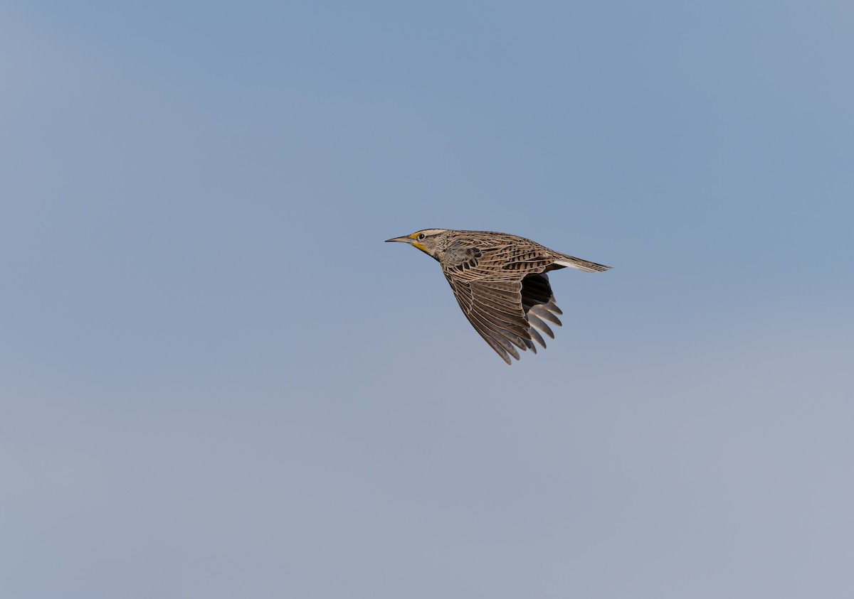 Western Meadowlark - ML646927303