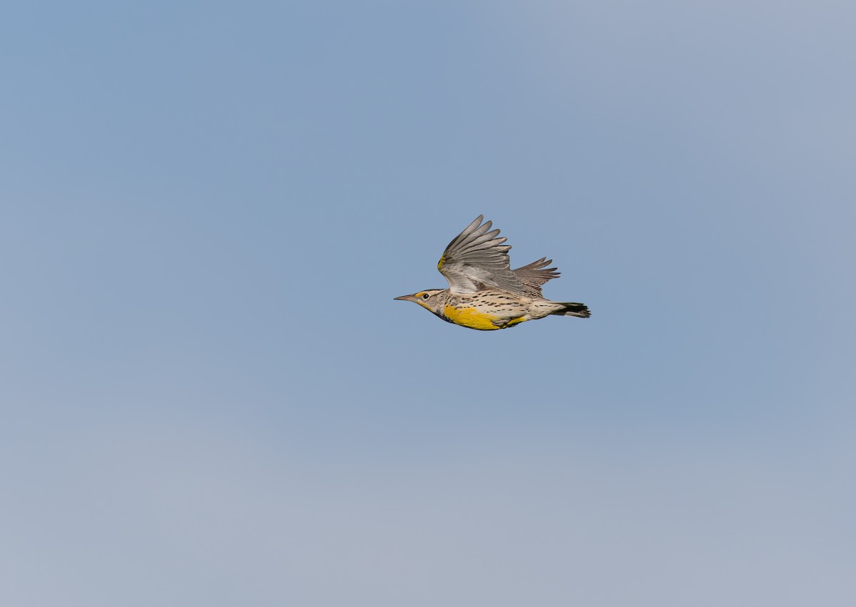 Western Meadowlark - ML646927304