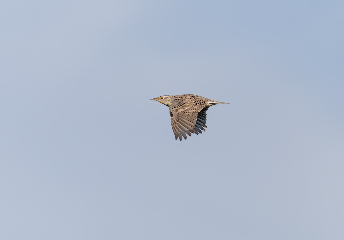 Western Meadowlark - ML646927305