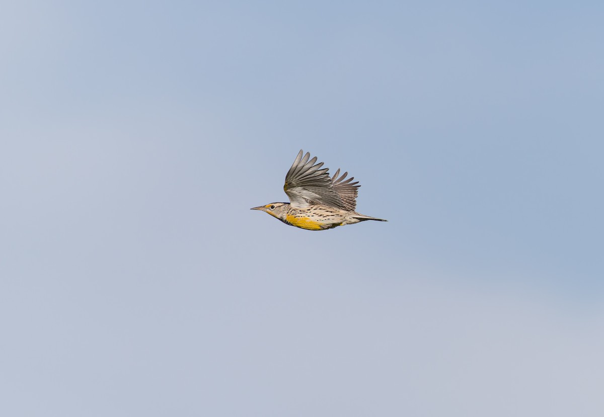Western Meadowlark - ML646927306