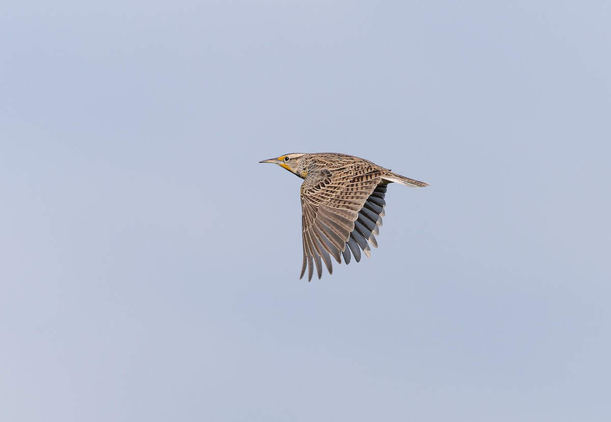 Western Meadowlark - ML646927307
