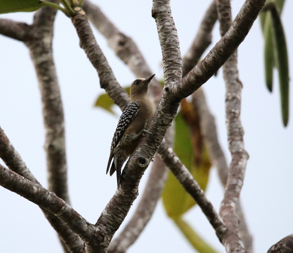 Hoffmann's Woodpecker - ML646927310