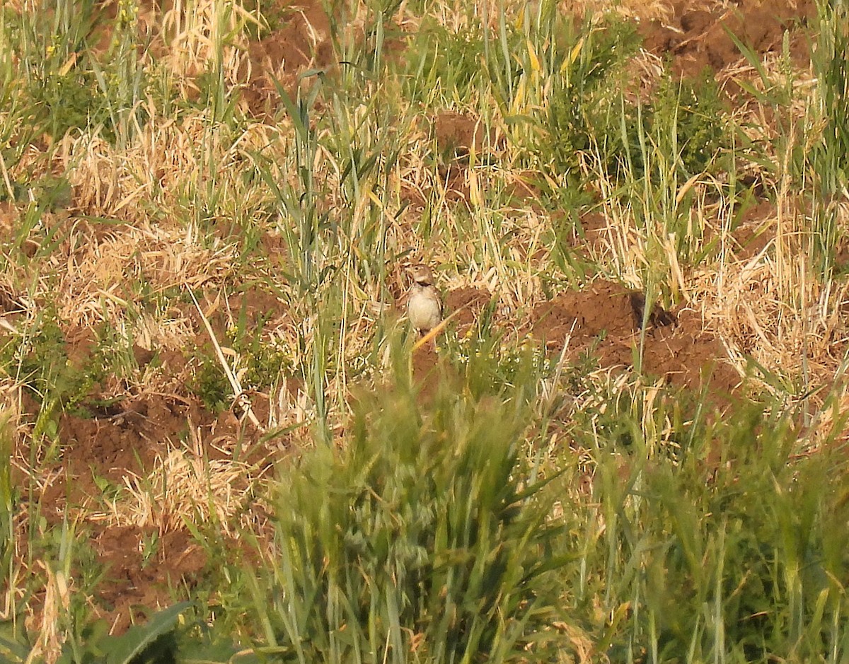 クロエリコウテンシ - ML646927311