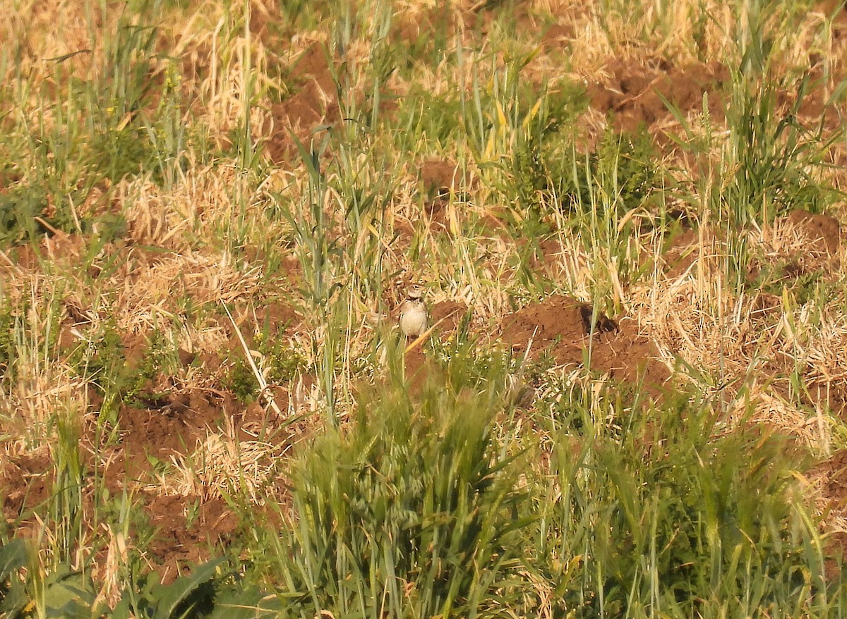 クロエリコウテンシ - ML646927312