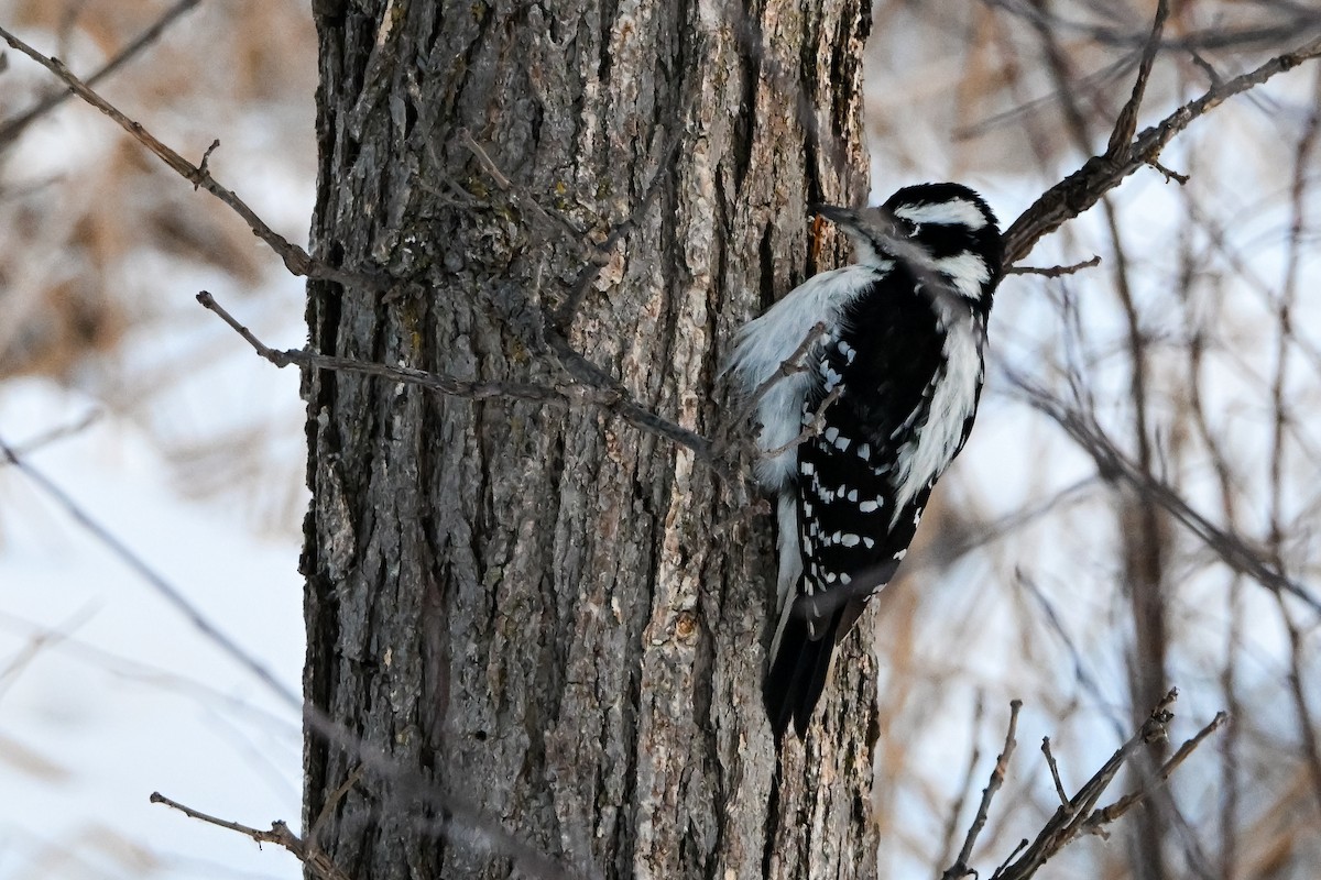 Hairy Woodpecker - ML646927313