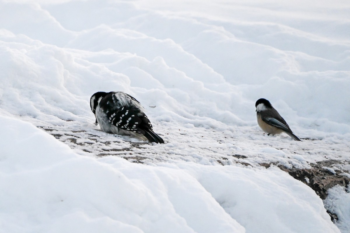 Hairy Woodpecker - ML646927314