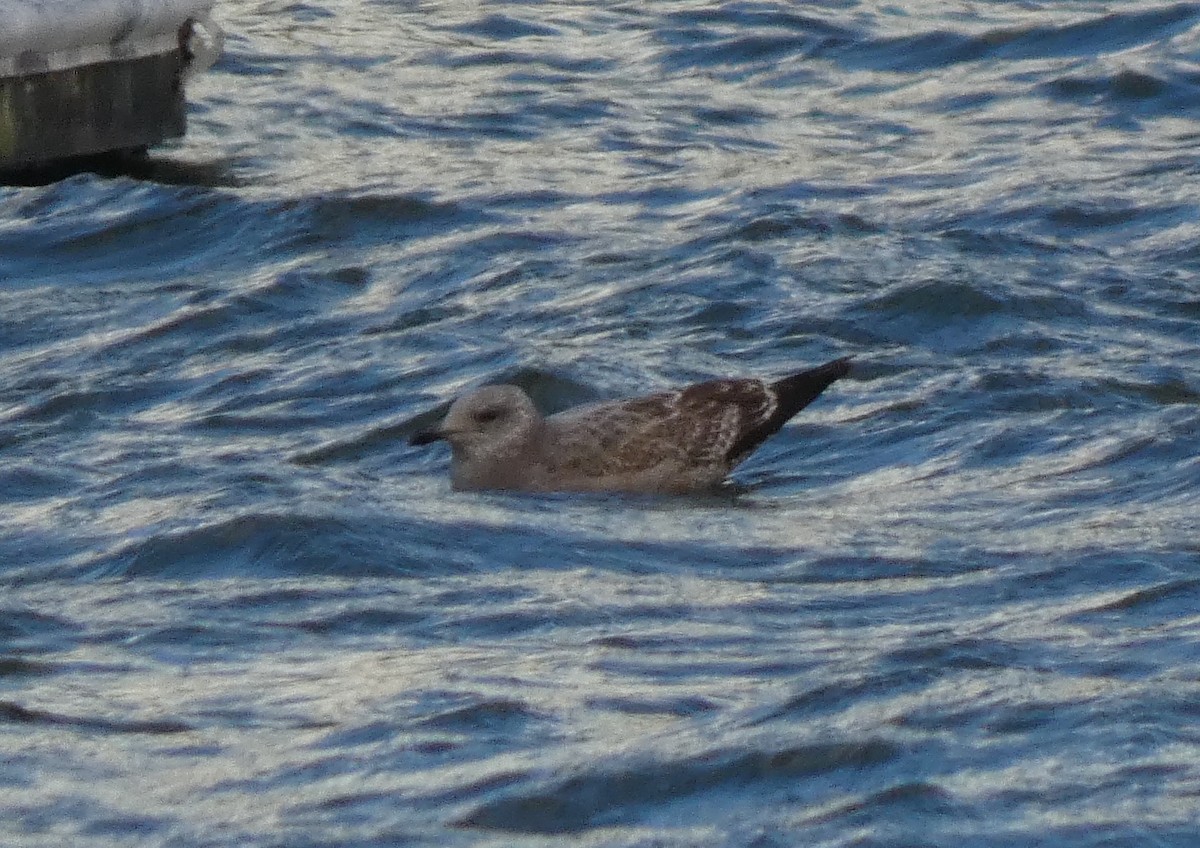 Gaviota Argéntea Americana - ML646927323
