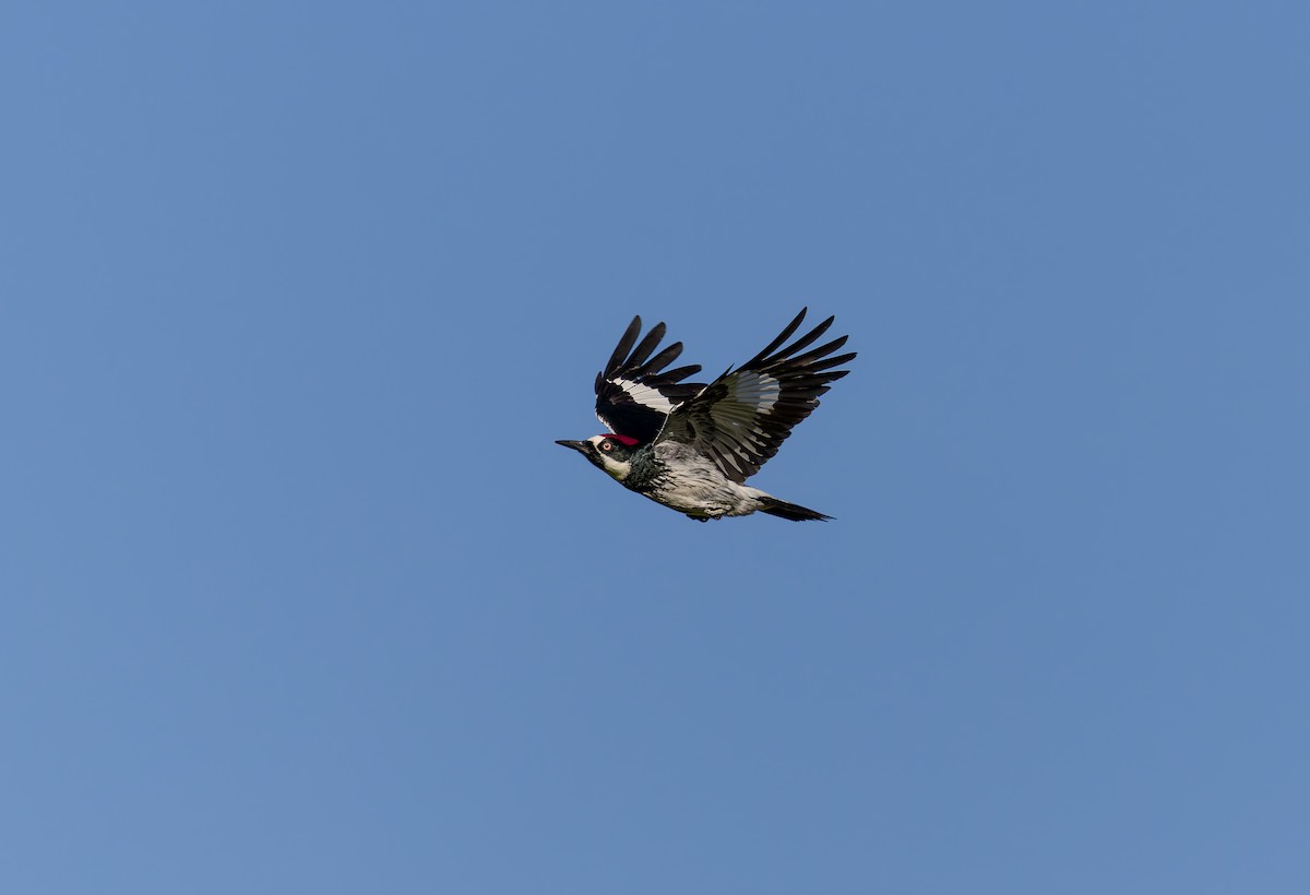 Acorn Woodpecker - ML646927324