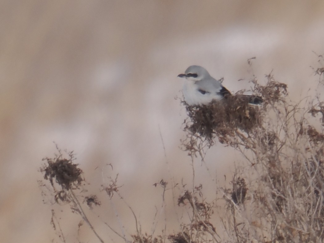 ťuhýk severní - ML646927328