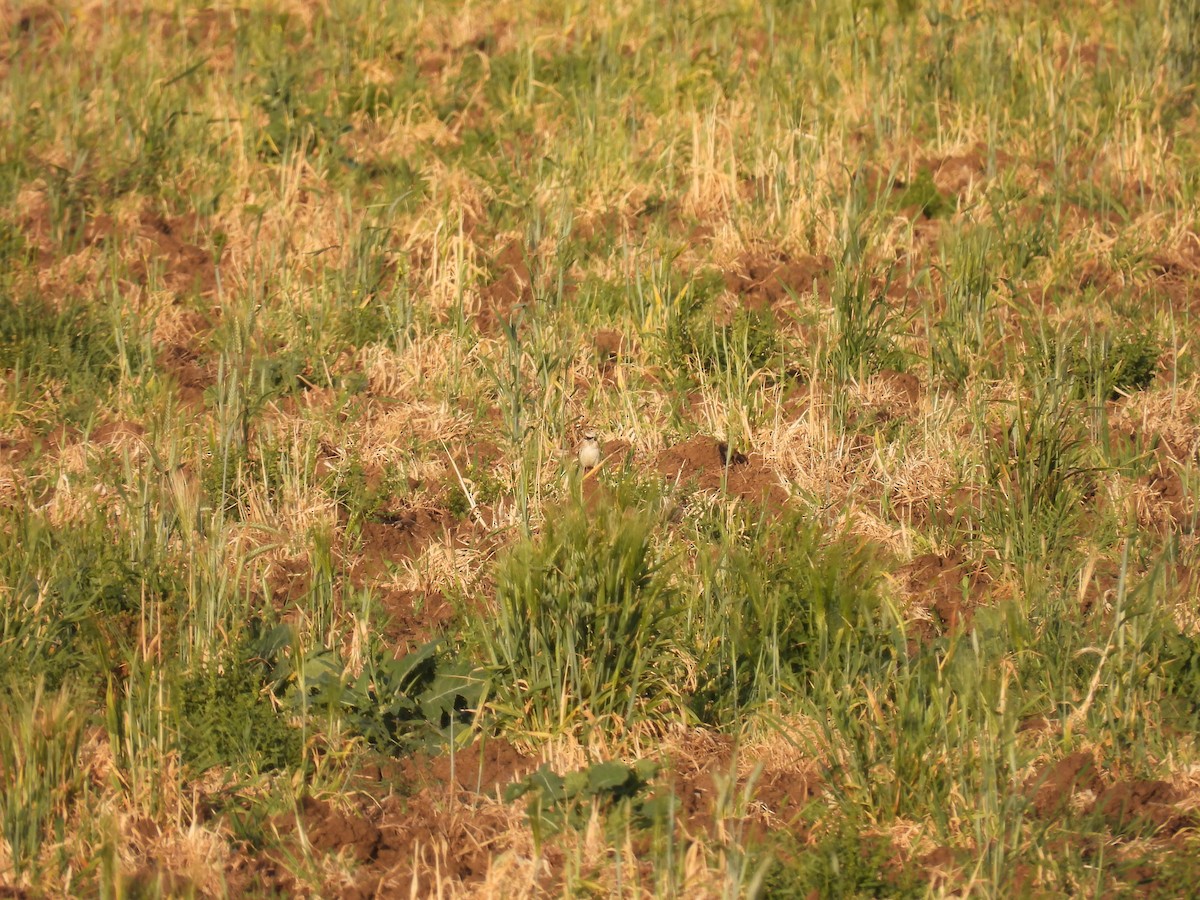 クロエリコウテンシ - ML646927329