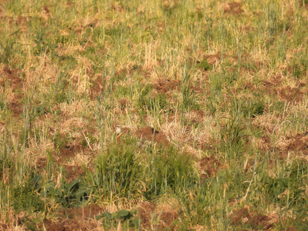 クロエリコウテンシ - ML646927330