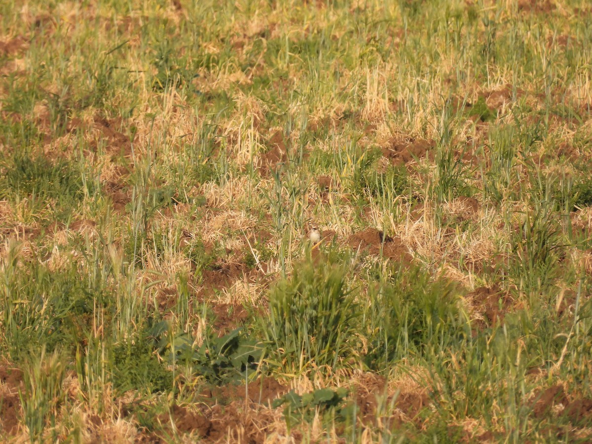 クロエリコウテンシ - ML646927331