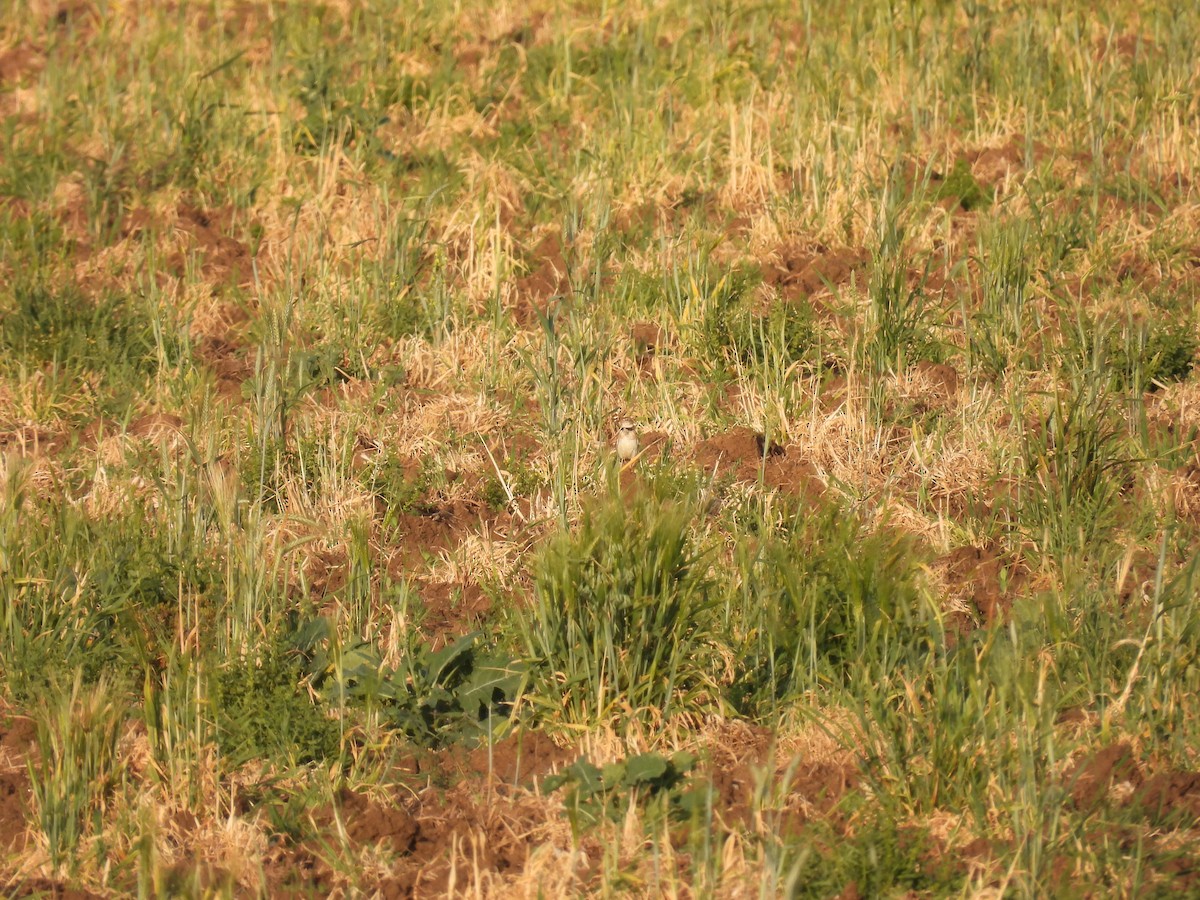 クロエリコウテンシ - ML646927332